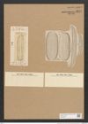 Amphora egregia Ehr. (de-Toni-Nr.: Genus 36, Species 1660) Zeichnungen Sammlung Grunow Nr. 3177 (NHMW-BOT-W0370619)